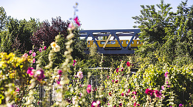 Blühende Landschaften im Park am Gleisdreieck mit dem Hochbahn-Viadukt der U-Bahn im Hintergrund